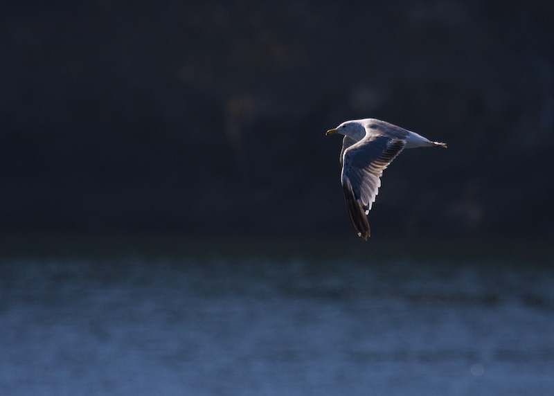 Mew Gull In Flight